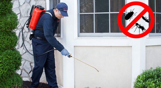 Yelki Kemirgen İlaçlama böcek ilaçlama ve haşere kontrolü — ilaclama-tr.com